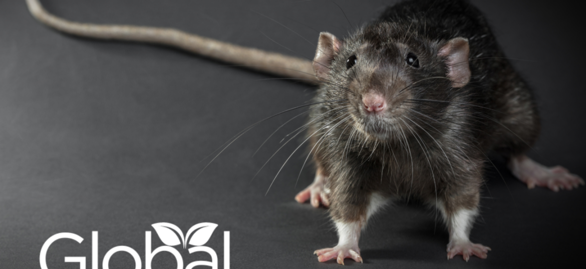 Animali infestanti in Italia: una minaccia crescente per salute, agricoltura e ambiente