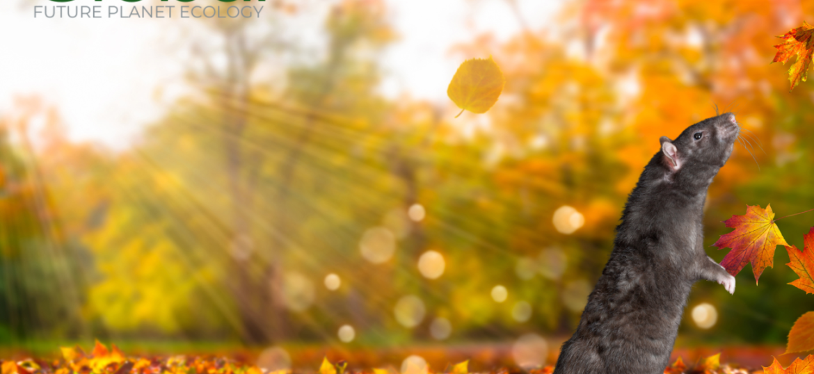 Autunno in arrivo: è il momento giusto per rafforzare la prevenzione contro infestanti