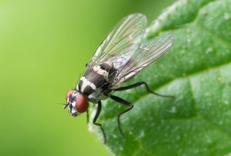 Vuoi eliminare Mosche e Mosconi in casa o nella tua Attività?