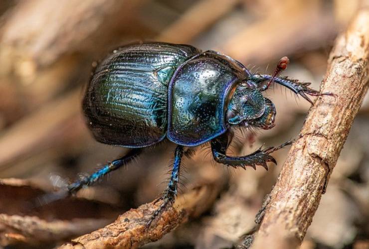 Scarafaggi in casa o nel Giardino? Ecco alcuni rimedi