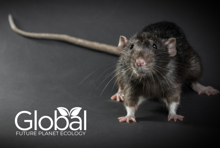 Animali infestanti in Italia: una minaccia crescente per salute, agricoltura e ambiente