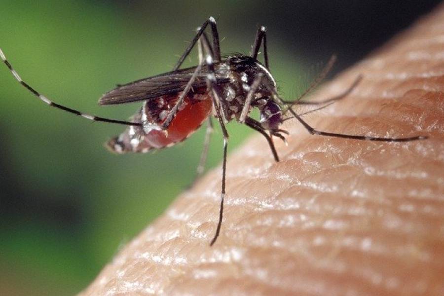 Copertina dell'articolo: DIFENDIAMOCI DALLA ZANZARA TIGRE E DA ALTRI INSETTI
