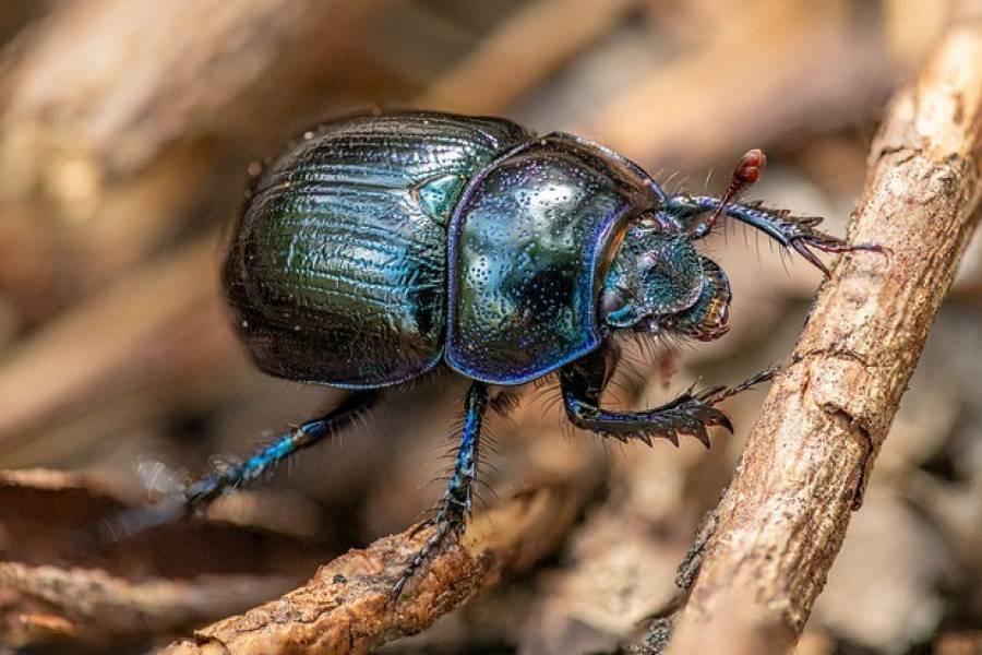 Copertina dell'articolo: Scarafaggi in casa o nel Giardino? Ecco alcuni rimedi