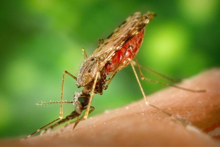 Copertina dell'articolo: PEST CONTROL:  Una Mission Per Noi