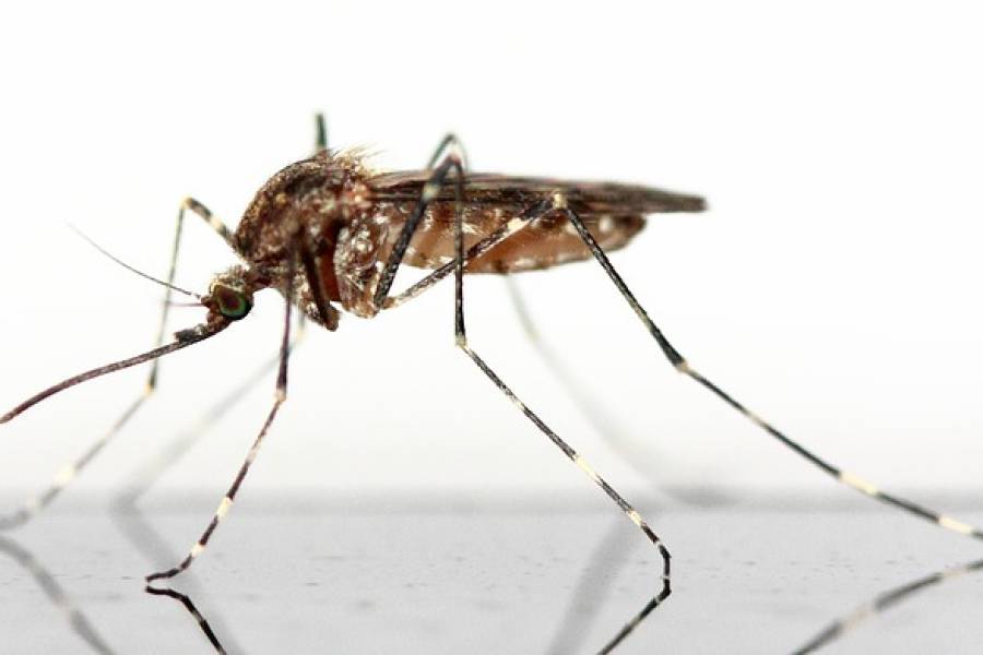 Copertina dell'articolo: DENGUE ... cos'è e quanto è grave?