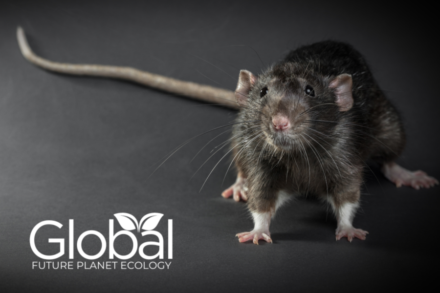 Copertina dell'articolo: Animali infestanti in Italia: una minaccia crescente per salute, agricoltura e ambiente