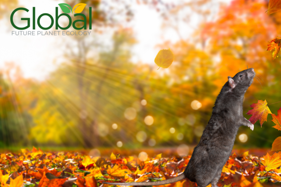 Copertina dell'articolo: Autunno in arrivo: è il momento giusto per rafforzare la prevenzione contro infestanti