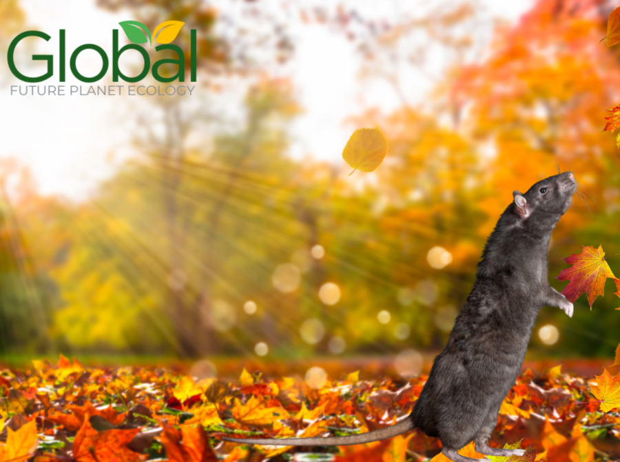 Autunno in arrivo: è il momento giusto per rafforzare la prevenzione contro infestanti